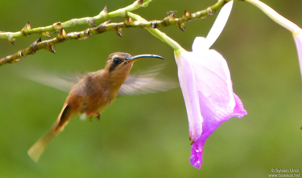 Reddish Hermit