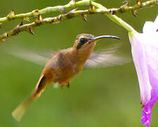 Reddish Hermit