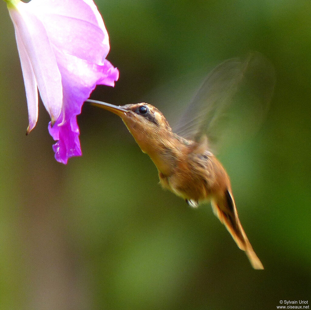 Reddish Hermit