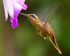 Reddish Hermit