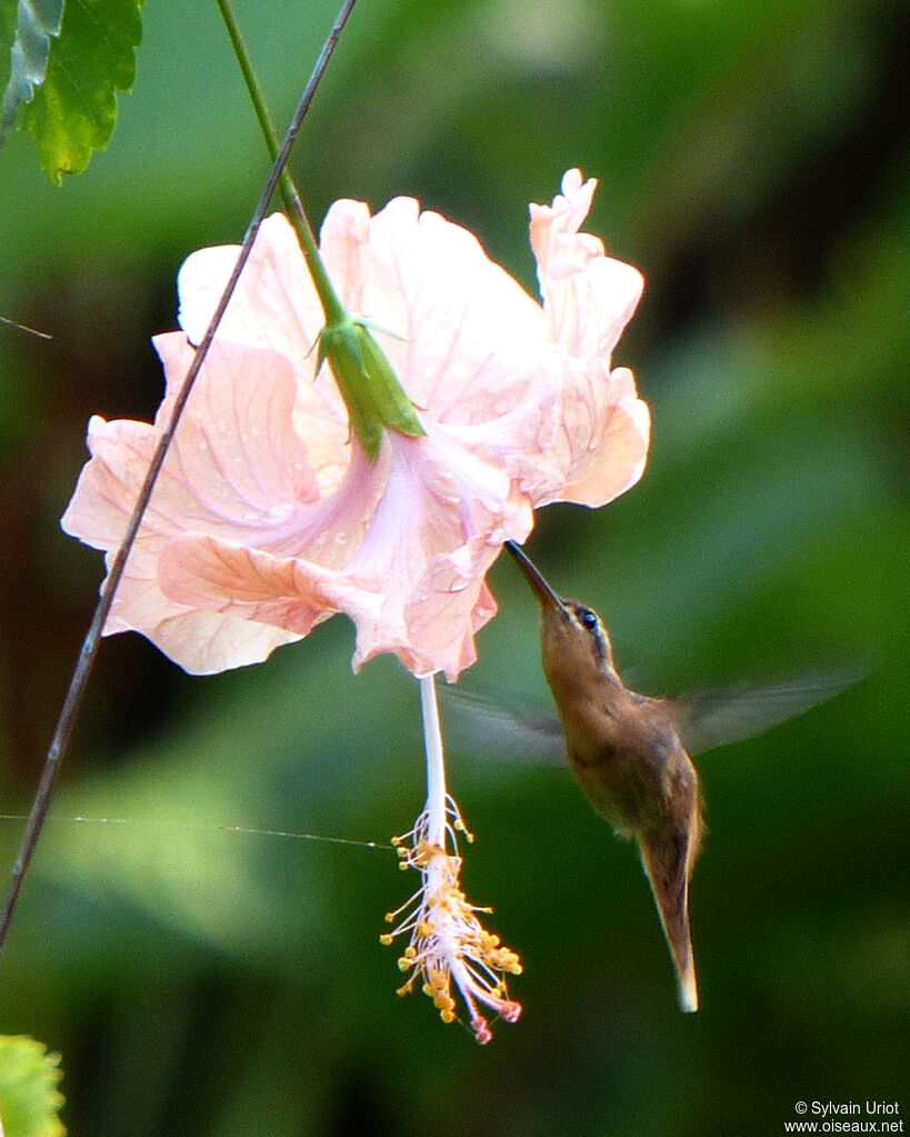 Reddish Hermit