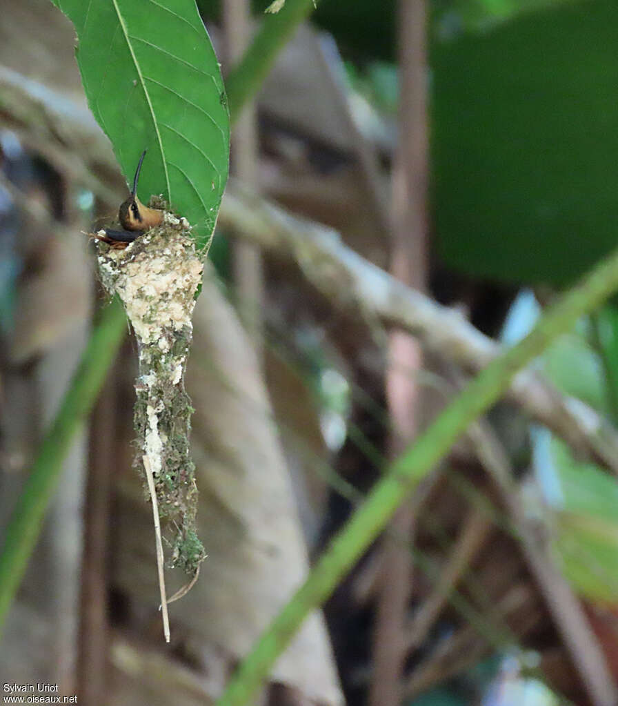 Reddish Hermit female adult, Reproduction-nesting