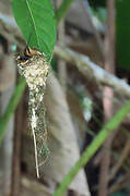 Reddish Hermit