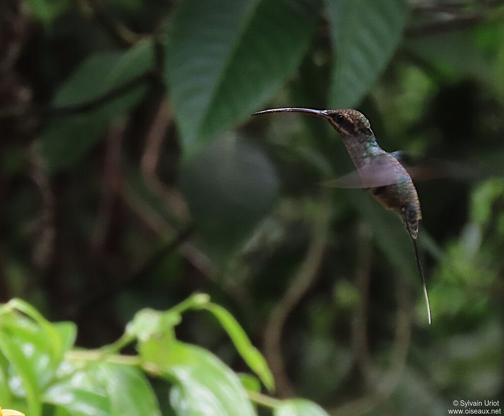 Green Hermitadult