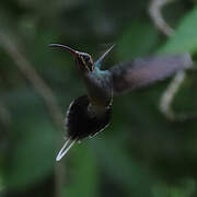 Green Hermit