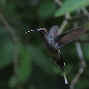 Green Hermit