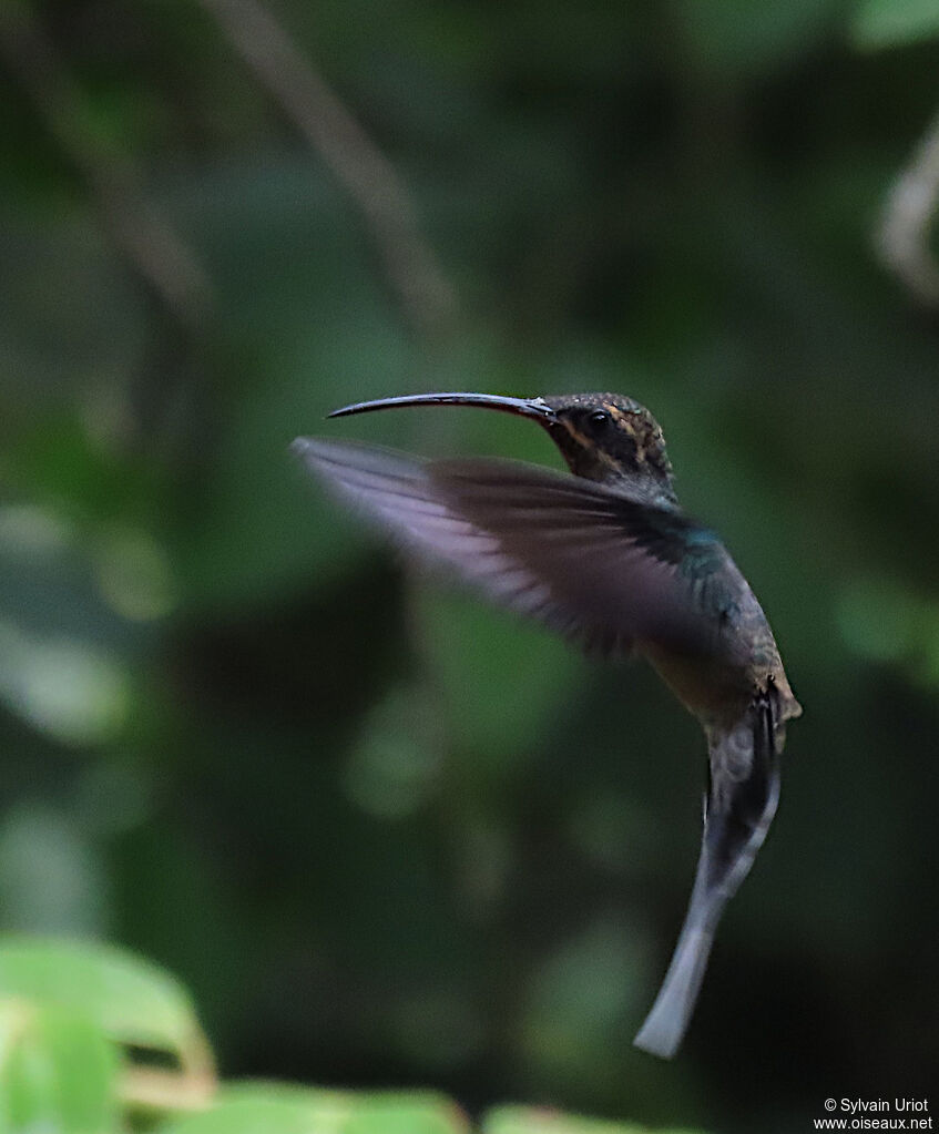 Green Hermitadult