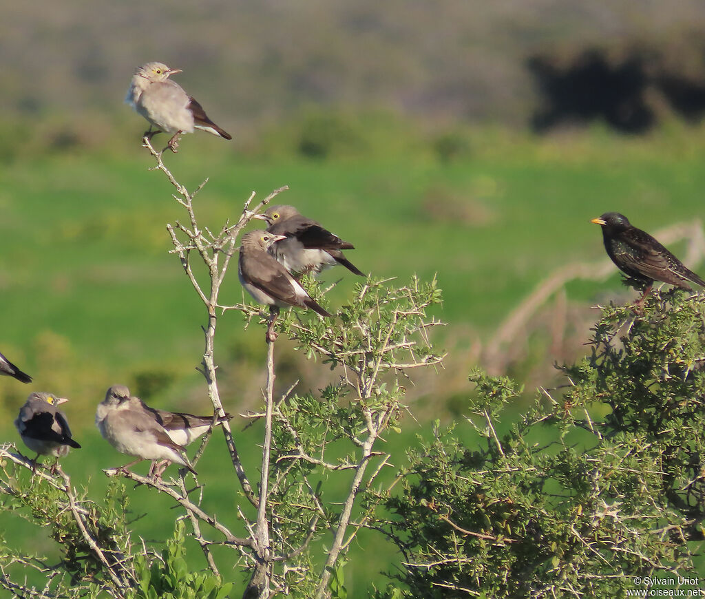 Wattled Starlingadult post breeding