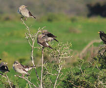 Wattled Starling