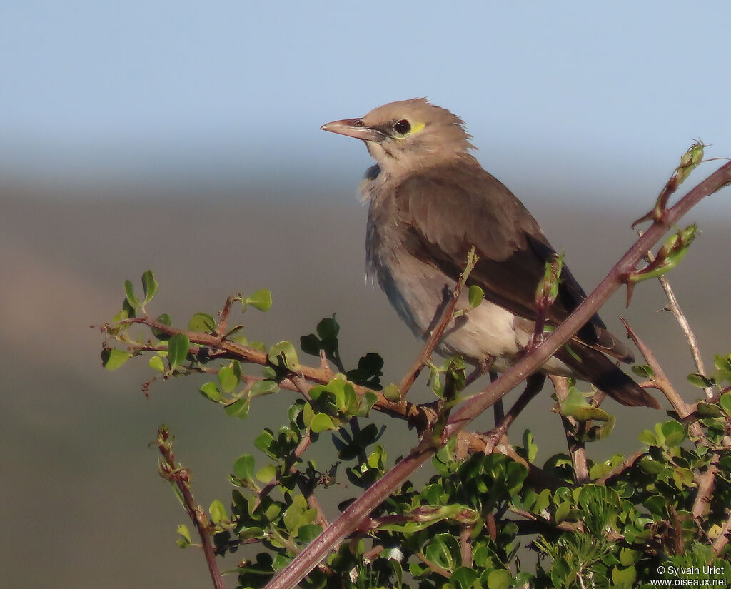 Wattled Starlingadult post breeding