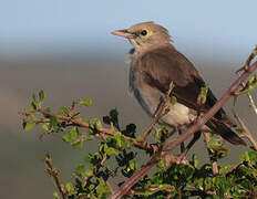 Wattled Starling