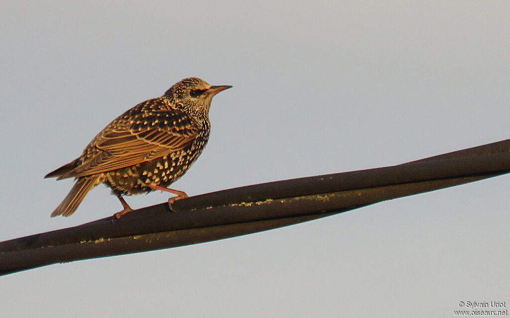 Common Starlingadult post breeding