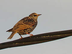 Common Starling