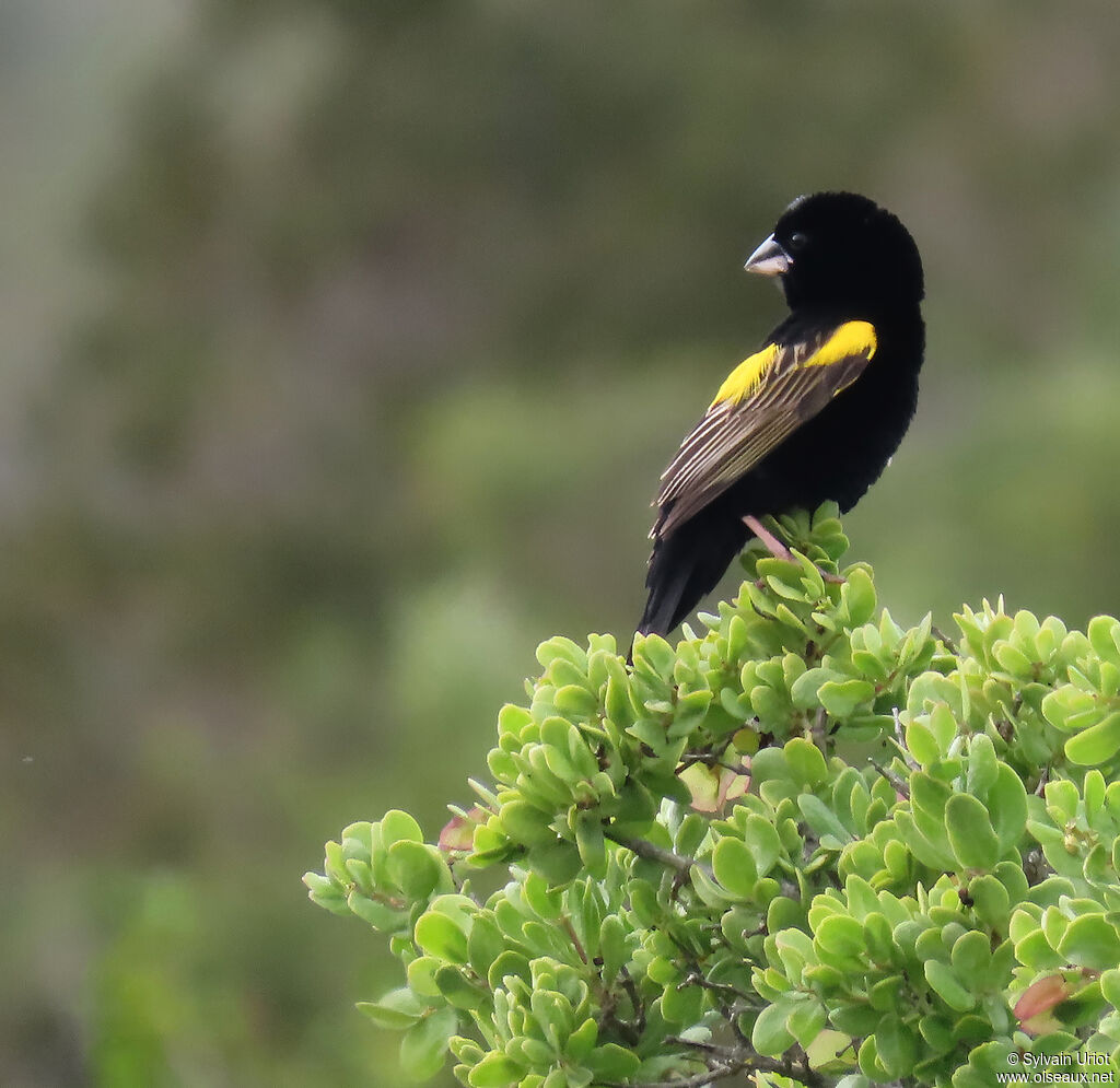 Yellow Bishop male adult