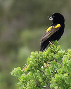 Yellow Bishop