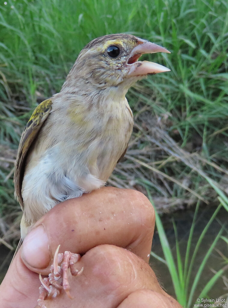 Yellow-mantled Widowbirdadult post breeding