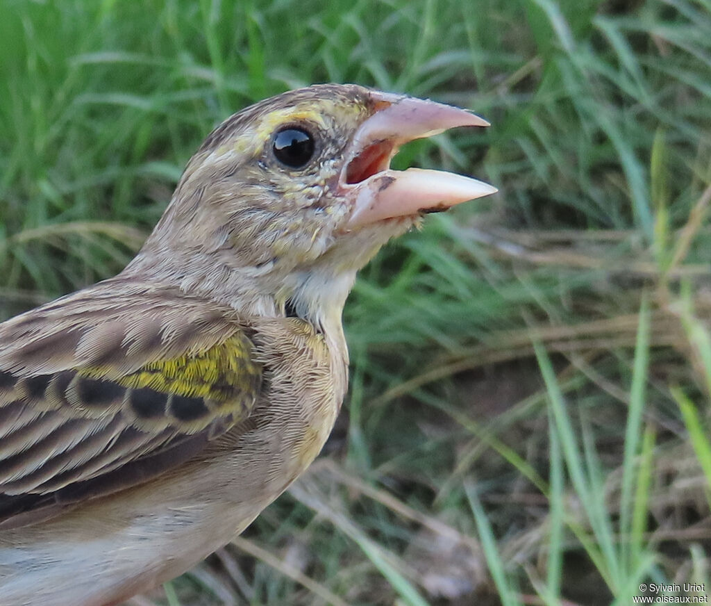Yellow-mantled Widowbirdadult post breeding