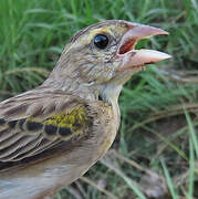 Yellow-mantled Widowbird