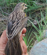 Yellow-mantled Widowbird