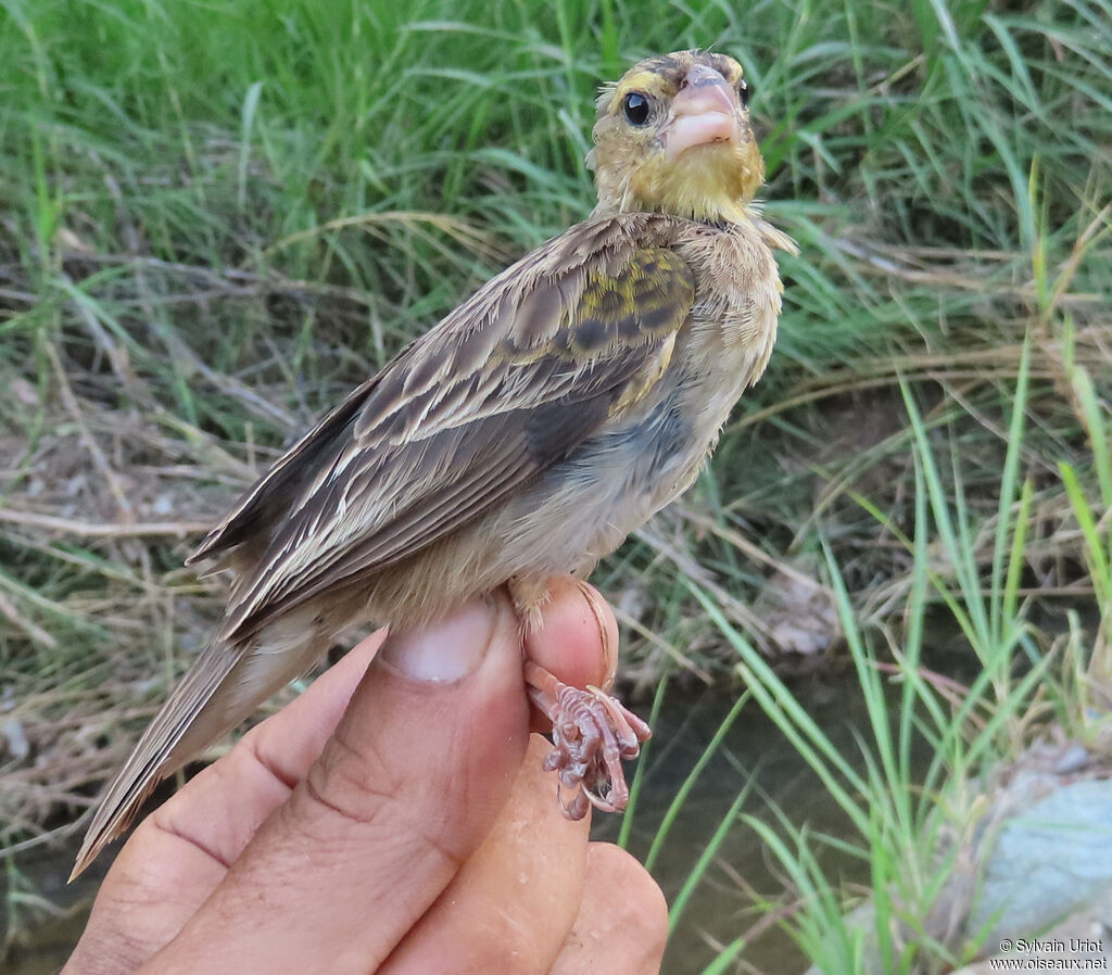 Yellow-mantled Widowbirdimmature
