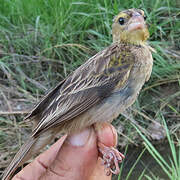 Yellow-mantled Widowbird