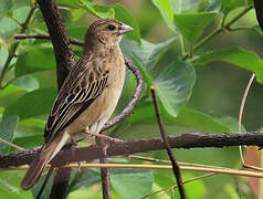 Yellow-mantled Widowbird
