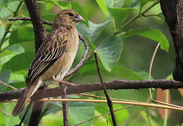 Yellow-mantled Widowbird