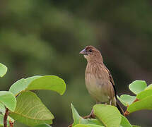 Yellow-mantled Widowbird