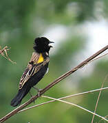 Yellow-mantled Widowbird