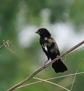 Yellow-mantled Widowbird