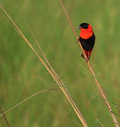 Northern Red Bishop