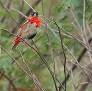 Northern Red Bishop