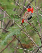 Northern Red Bishop