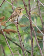 Northern Red Bishop