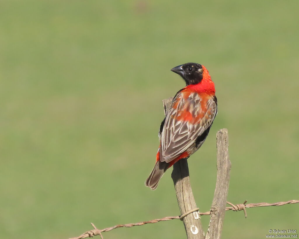 Southern Red Bishop male adult transition