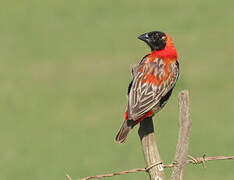 Southern Red Bishop