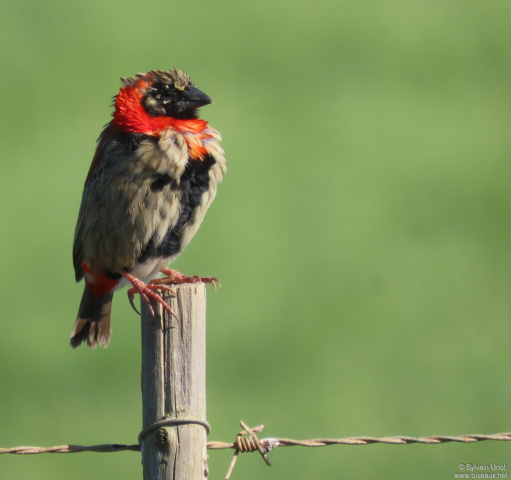 Southern Red Bishop male adult transition