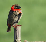 Southern Red Bishop