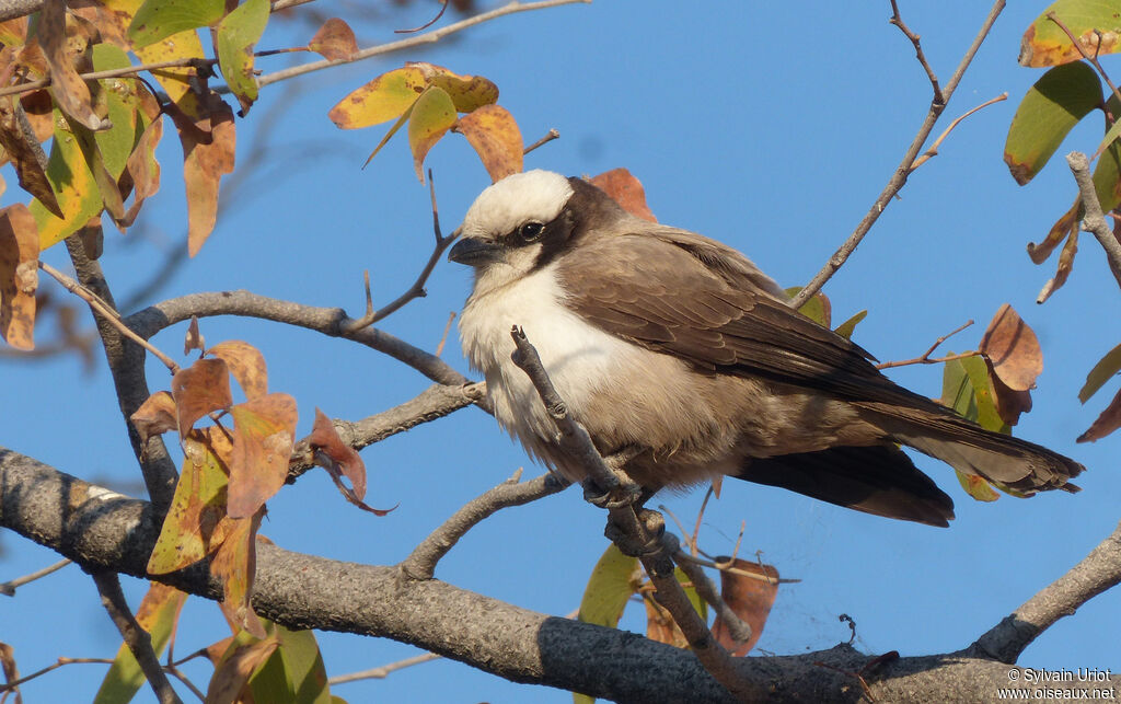 Southern White-crowned Shrike