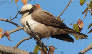 Southern White-crowned Shrike