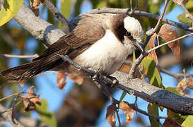 Southern White-crowned Shrike