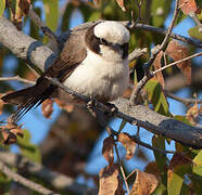 Southern White-crowned Shrike