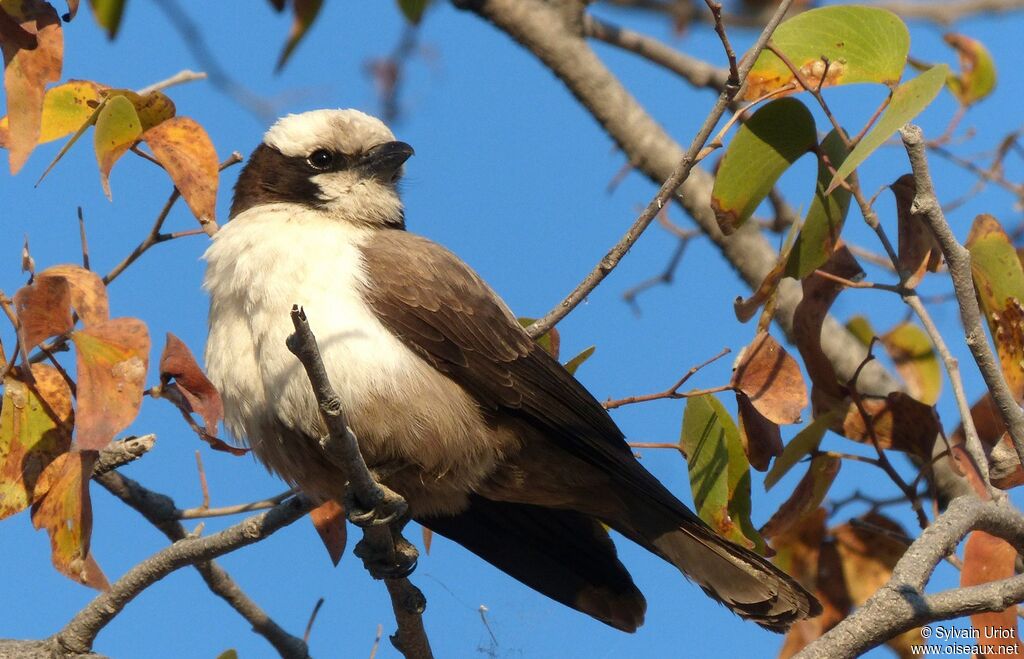 Southern White-crowned Shrike