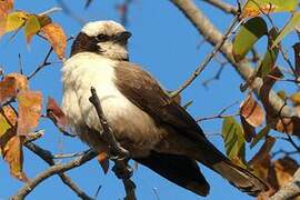 Southern White-crowned Shrike