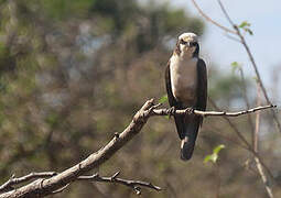 Southern White-crowned Shrike