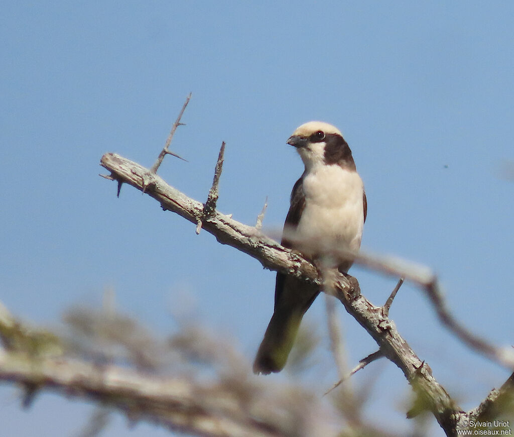 Southern White-crowned Shrikeadult