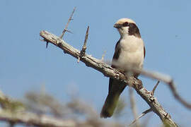 Southern White-crowned Shrike