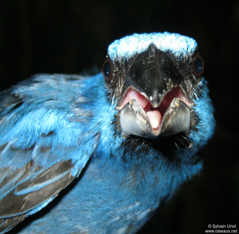 Blue-black Grosbeak male adult