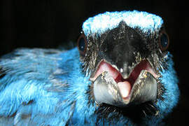 Blue-black Grosbeak