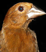 Blue-black Grosbeak